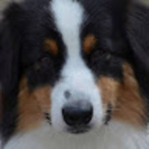 Meet your Posher, Virginia